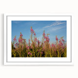 Botanical wall art featuring vibrant fireweed flowers in a decorative white frame with a mat, ideal for adding a touch of nature to home decor.