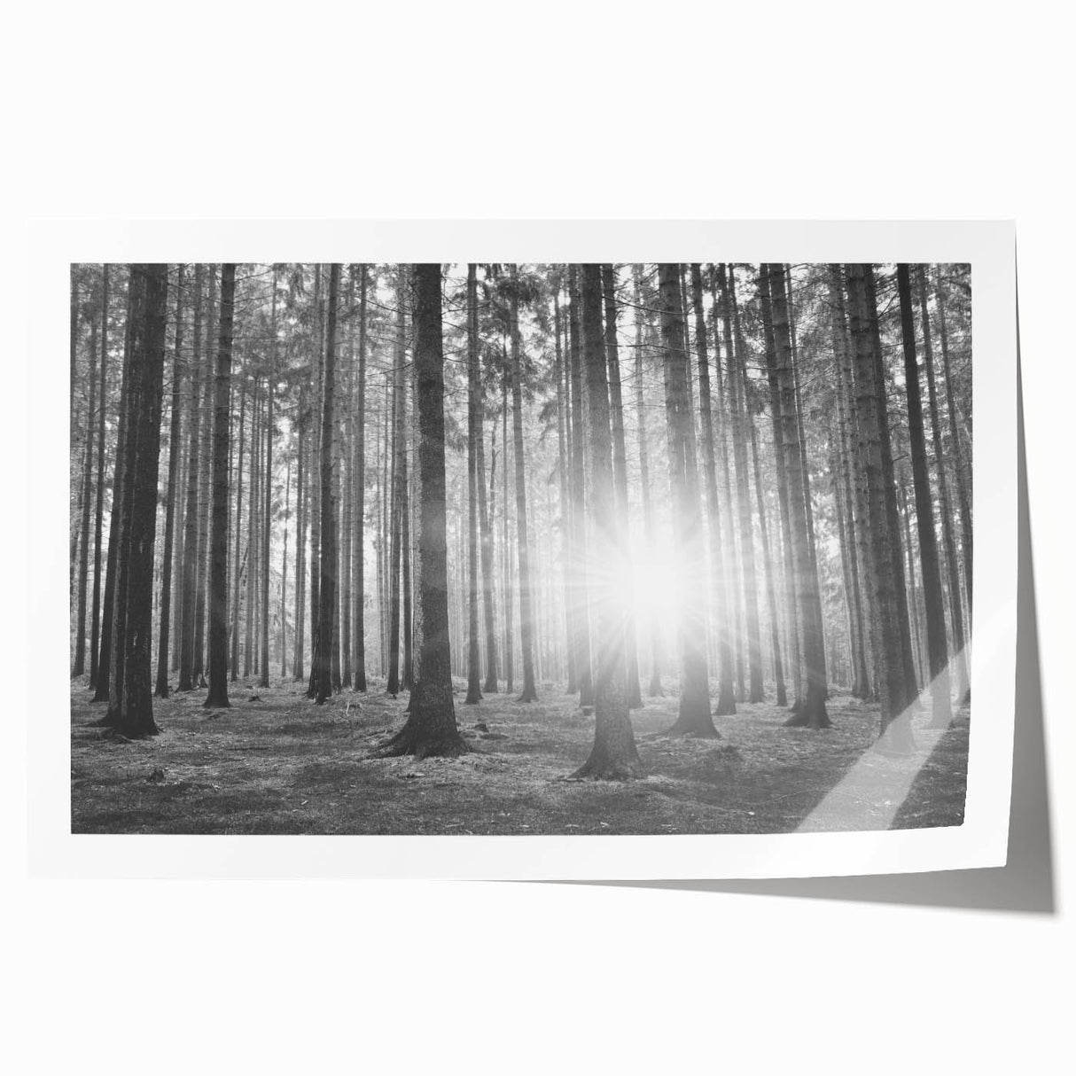 Botanical forest wall art print showcasing a vibrant mix of flowers and trees in a rich color palette, elegantly rolled for easy display and storage.