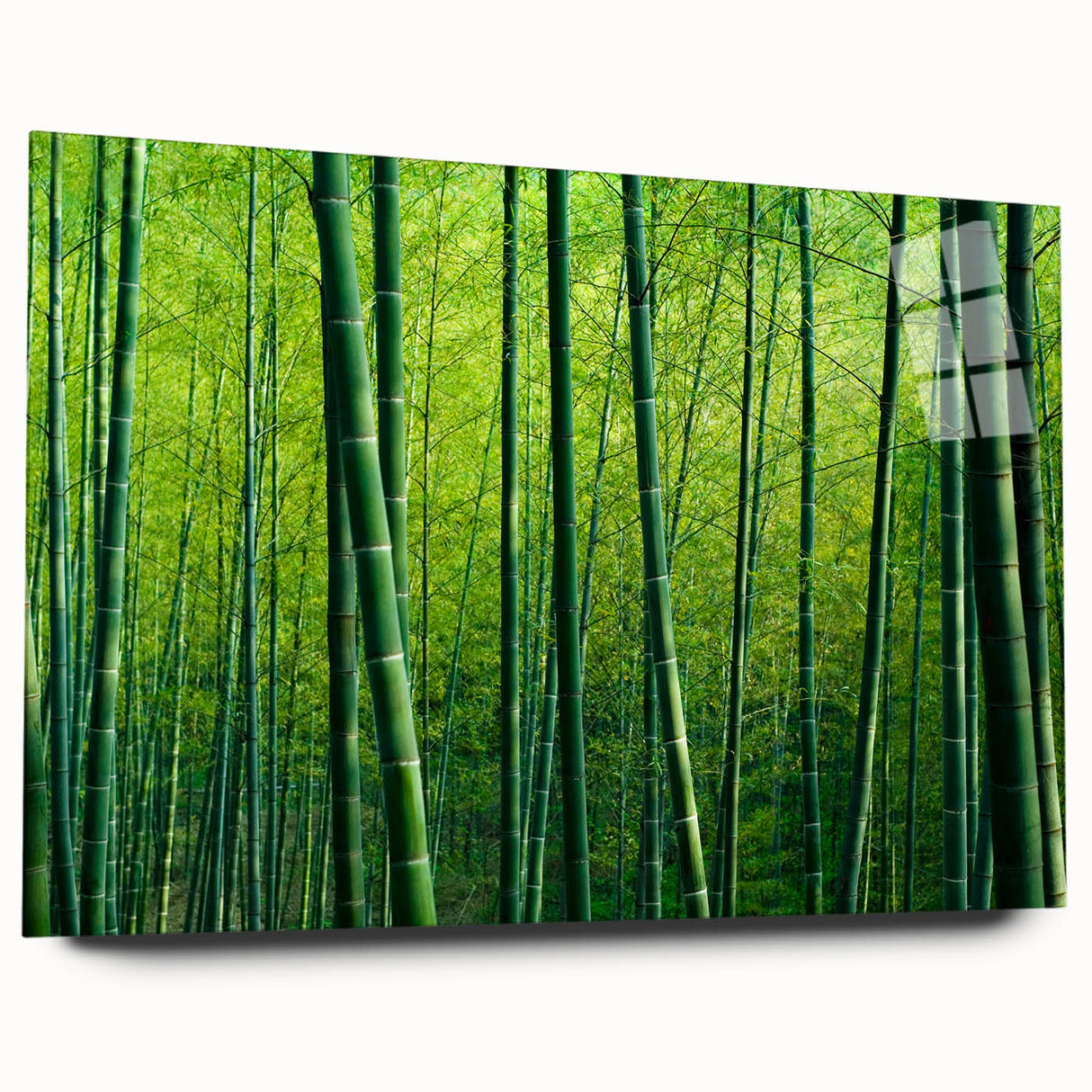 Acrylic wall art showcasing a vibrant botanical forest design with colorful trees, displayed in a side view to highlight its modern aesthetic and intricate details.