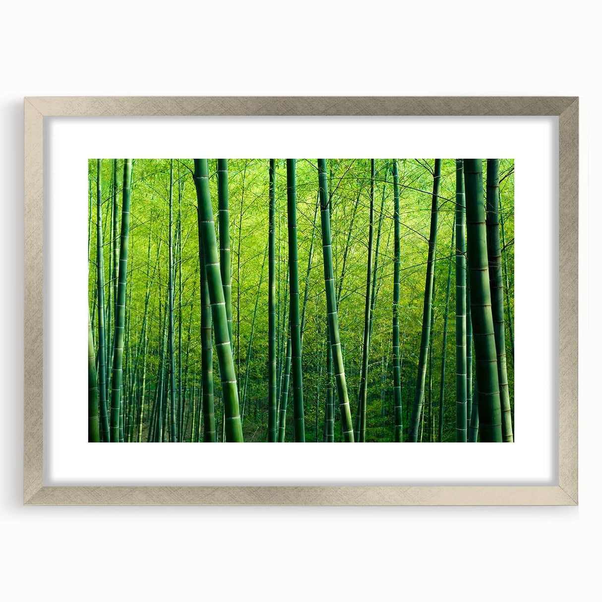 Framed botanical wall art featuring a forest tree design in silver frame with matting, perfect for enhancing home decor with a nature-inspired aesthetic.