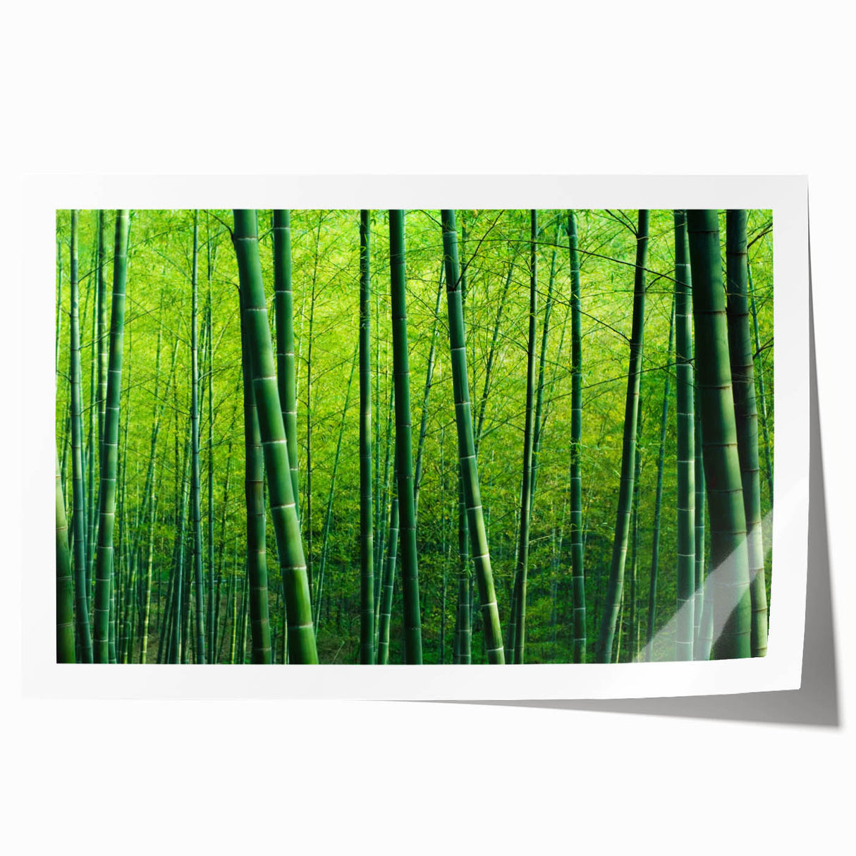 Botanical forest design wall art featuring vibrant flowers and trees, rolled for easy display, set against a subtle background, perfect for nature-themed decor.