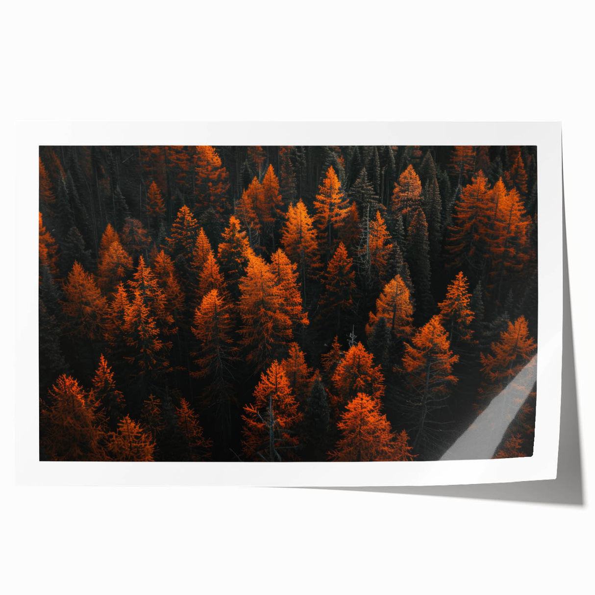Botanical forest wall art print showcasing vibrant floral designs and intricate tree illustrations, rolled and ready for framing, perfect for nature-inspired decor.