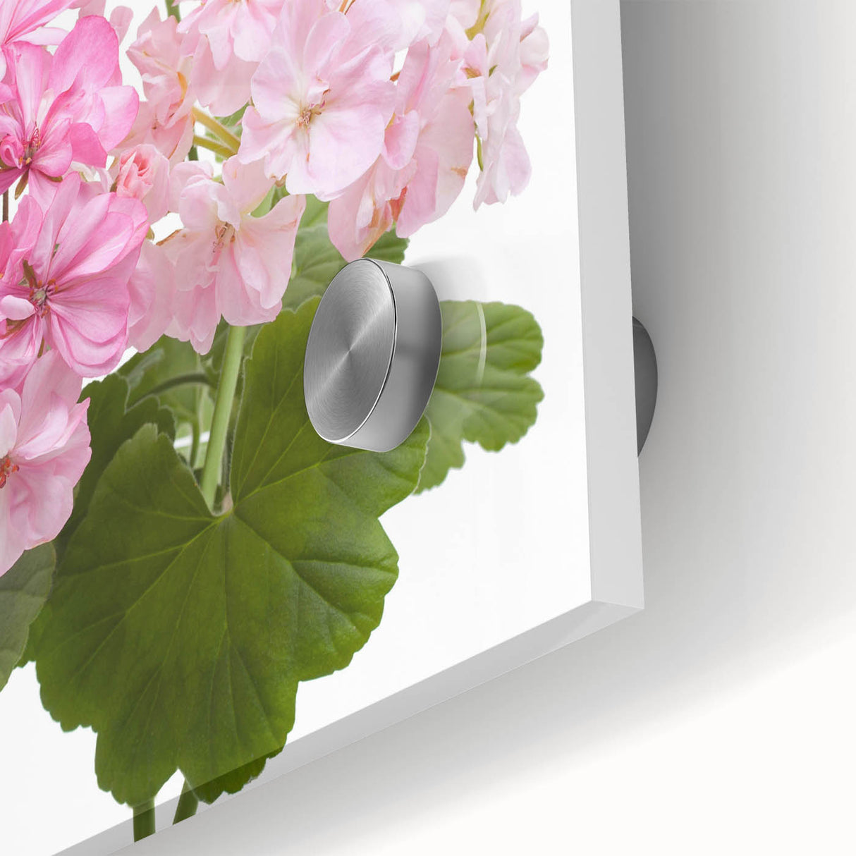 Close-up of vibrant botanical geranium wall art design featuring intricate floral details on acrylic glass, perfect for enhancing modern home decor.