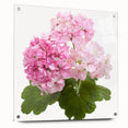 Botanical wall art showcasing a vibrant geranium design printed on acrylic glass, elegantly displayed with pins against a neutral backdrop for a modern decor accent.