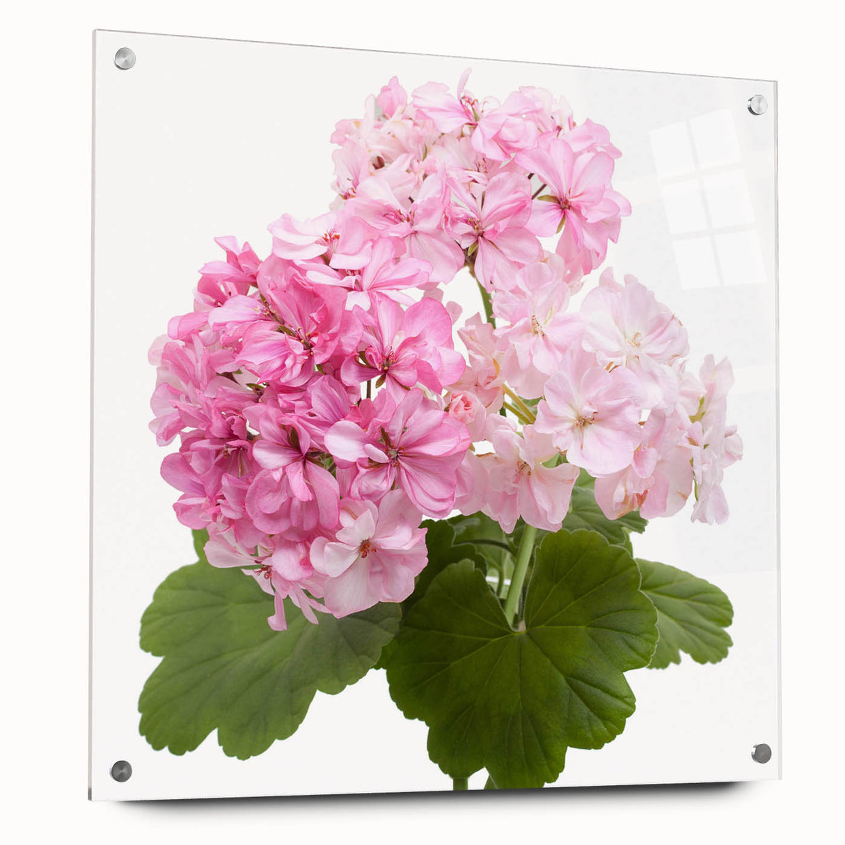 Botanical wall art showcasing a vibrant geranium design printed on acrylic glass, elegantly displayed with pins against a neutral backdrop for a modern decor accent.