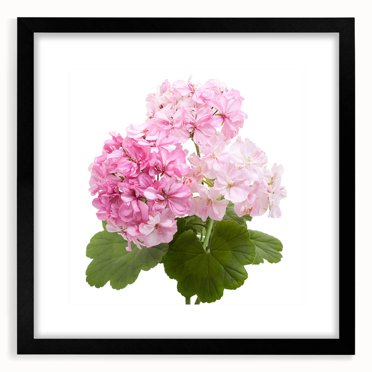 Botanical wall art featuring a vibrant geranium design, framed with a sleek black mat, ideal for modern home decor. Perfect for adding a touch of nature.