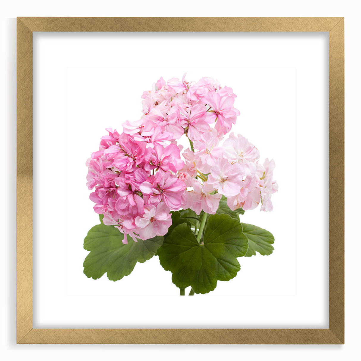 Botanical wall art featuring a delicate geranium design in gold frame with mat, showcasing intricate floral details ideal for home decor or art collection.