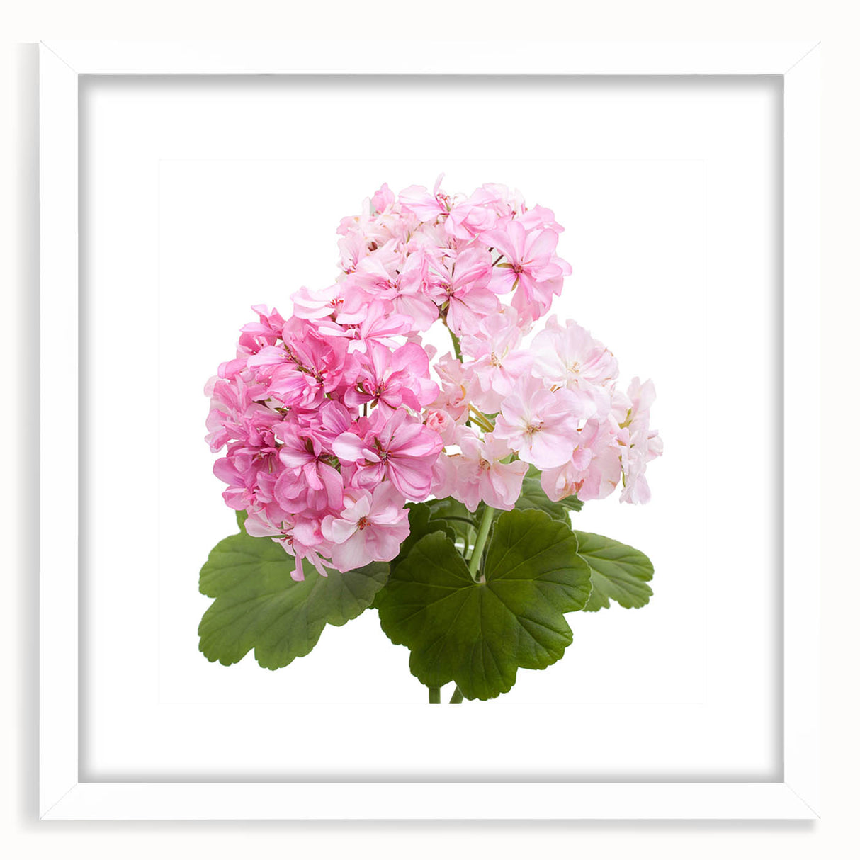 Botanical geranium wall art design framed in white with a mat, showcasing vibrant floral details and elegant aesthetics, perfect for home decor enhancement.