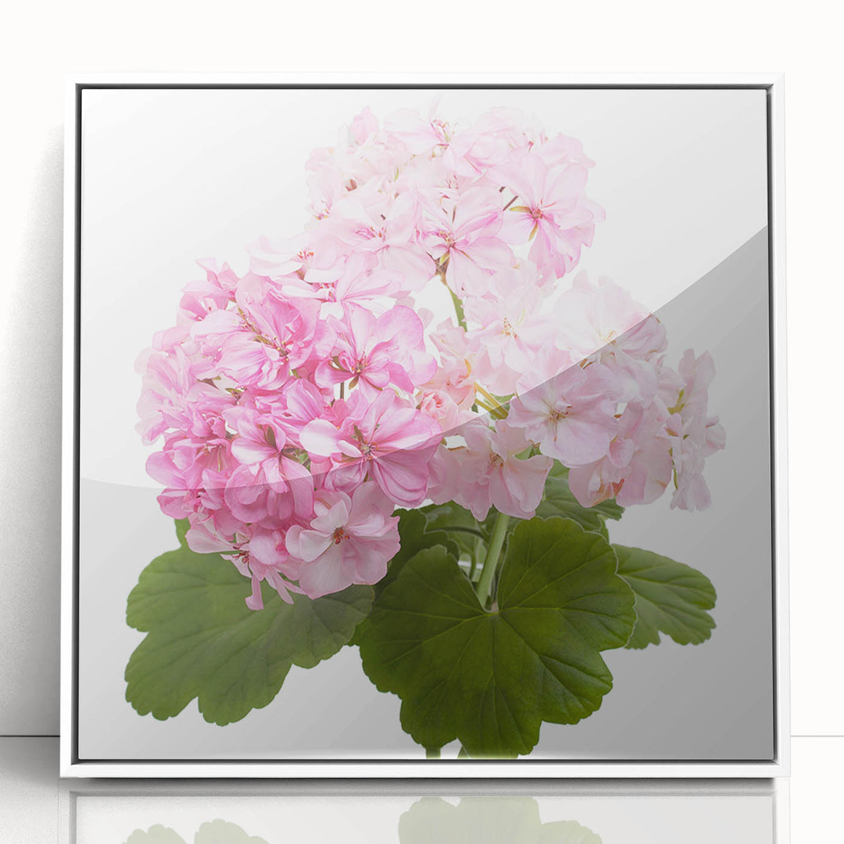 Framed wall art showcasing a botanical geranium design in vibrant colors, featuring a white border and acrylic frame, perfect for home decor enhancement.