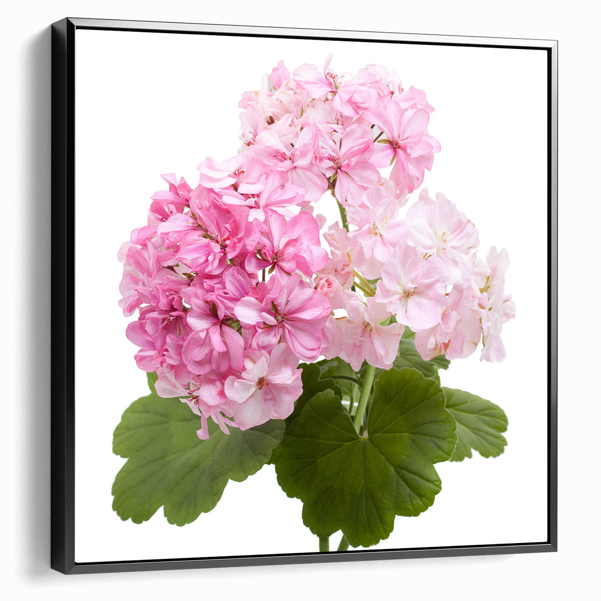 Framed canvas wall art showcasing a botanical geranium design, featuring vibrant colors and intricate floral details, displayed from a black side view.