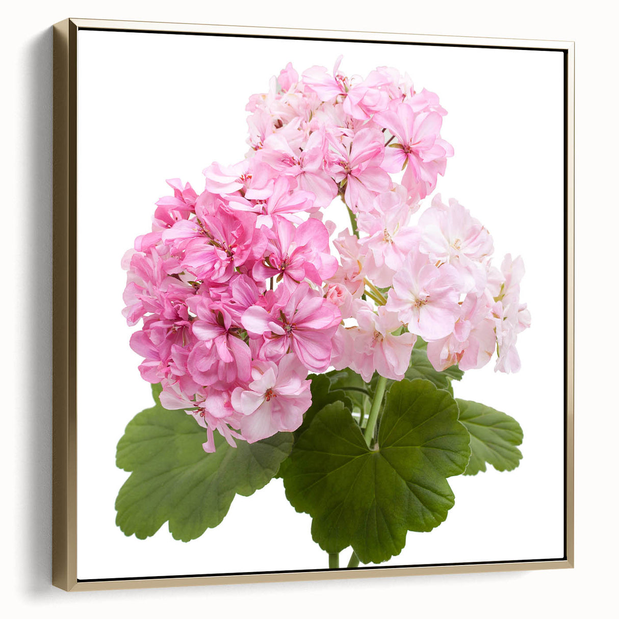 Framed botanical wall art featuring a vibrant geranium design in hues of pink and green, elegantly displayed with a silver and gold frame, perfect for home decor.