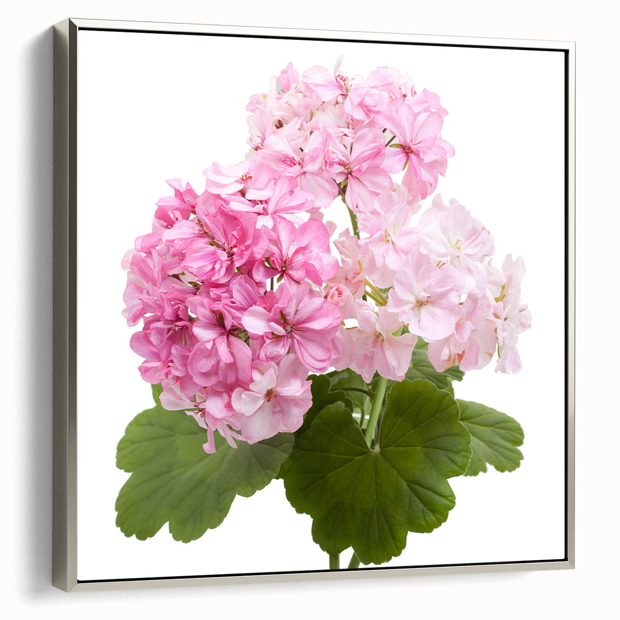 Framed botanical wall art featuring a geranium design with a silver frame, showcasing vibrant floral colors and intricate details, ideal for home decor.