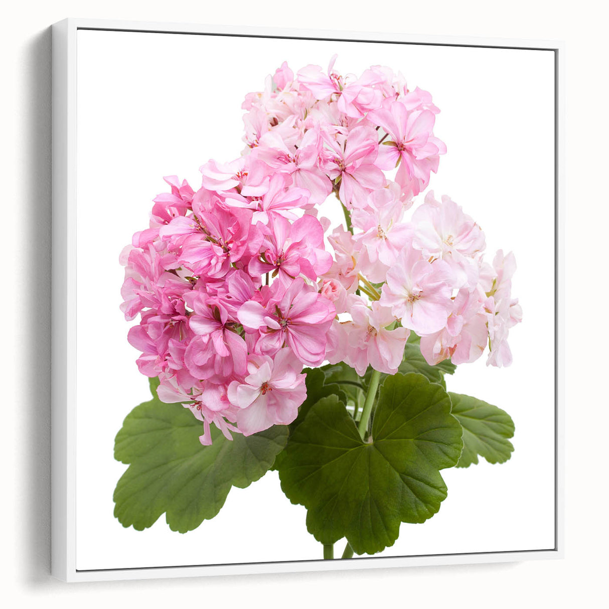 Framed canvas wall art showcasing a botanical geranium design with vibrant colors and intricate details, set against a white background, ideal for home decor.