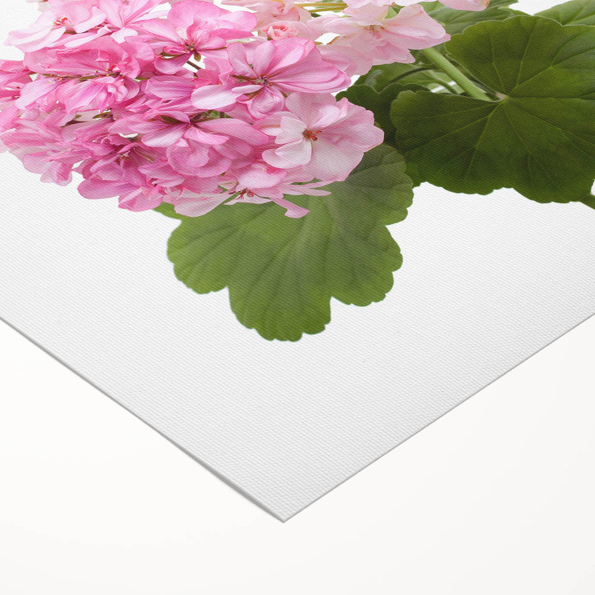 Botanical geranium wall art on rolled canvas showcases vibrant green leaves and delicate pink flowers, perfect for enhancing home decor with a natural touch.