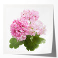 Botanical wall art print featuring a vibrant geranium design in shades of pink and green, rolled for easy framing and display, perfect for home decor enthusiasts.