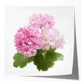 Botanical wall art print featuring a vibrant geranium design in shades of pink and green, rolled for easy framing and display, perfect for home decor enthusiasts.