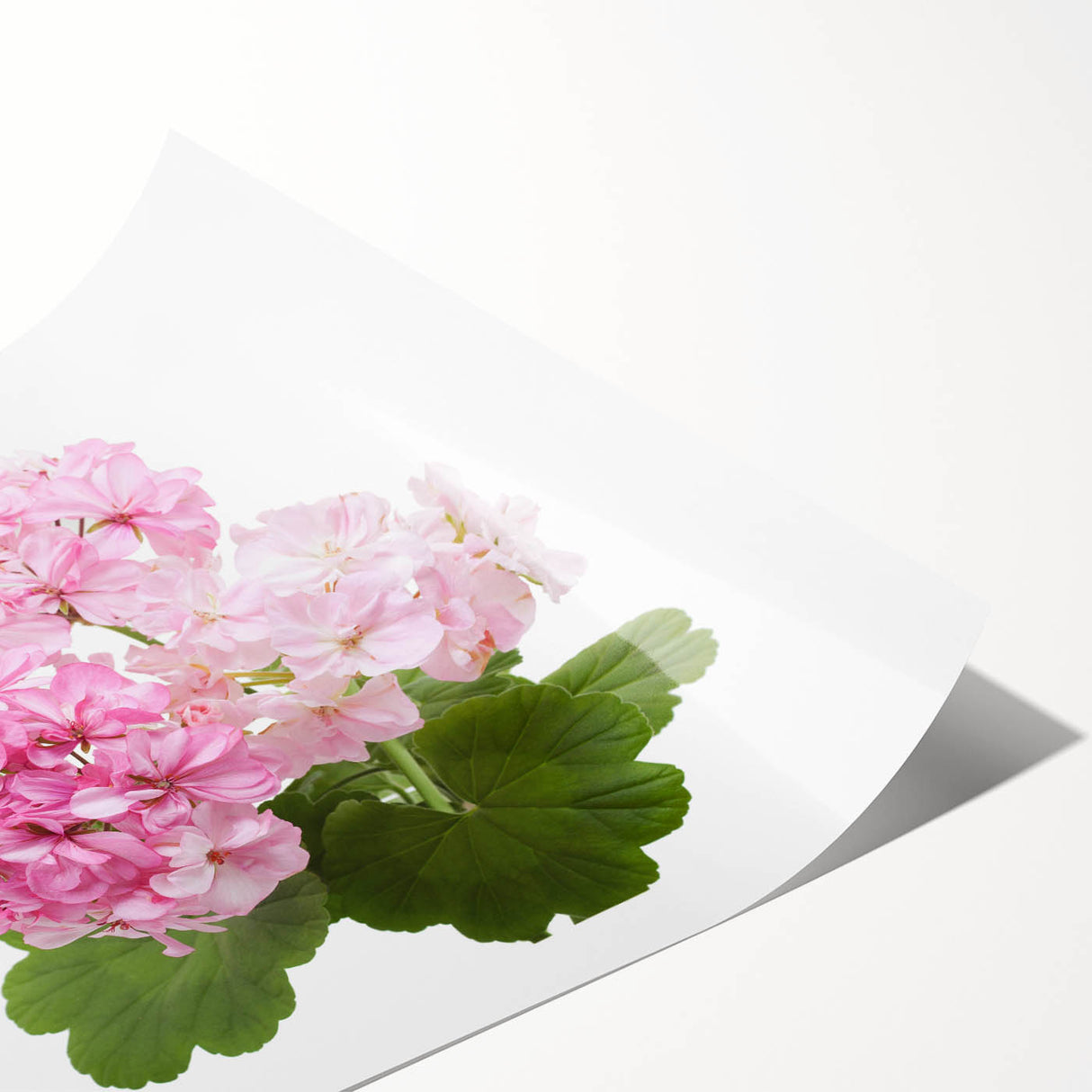 Botanical geranium wall art print showcasing vibrant pink and green floral design on a textured background, ideal for home decor and art enthusiasts.