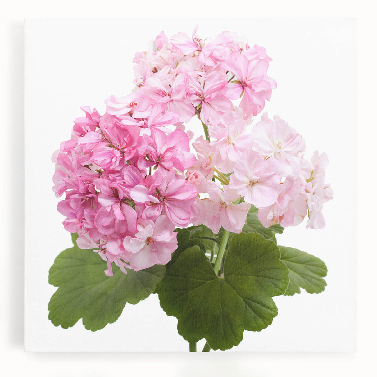 Botanical wall art featuring vibrant geranium flowers on a stretched canvas, showcasing rich colors and intricate details, perfect for enhancing home decor.