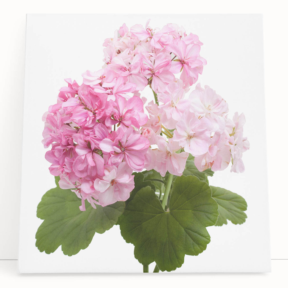 Botanical wall art featuring a vibrant geranium design on stretched canvas, elegantly leaning against a neutral backdrop, ideal for home decor enhancement.