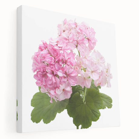 Stretched canvas wall art showcasing a vibrant botanical geranium design, featuring rich green leaves and pink flowers, ideal for home decor.