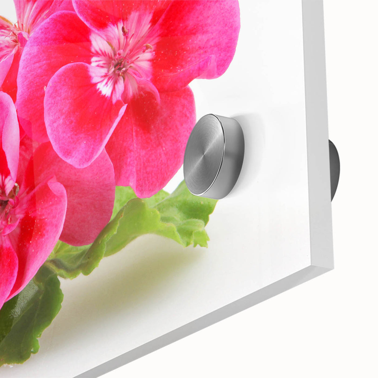 Close-up of a vibrant botanical geranium wall art design printed on acrylic glass, showcasing intricate floral details and vivid colors, ideal for home decor.