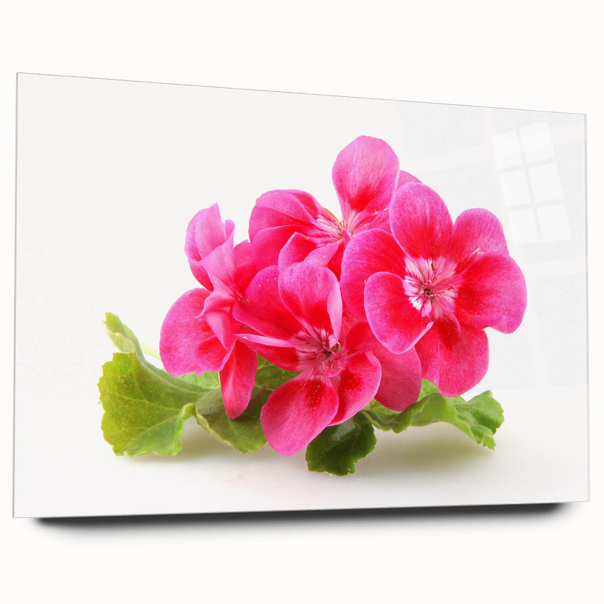 Acrylic glass wall art showcasing a detailed botanical design of vibrant geranium flowers, elegantly displayed from the side view, ideal for home decor.