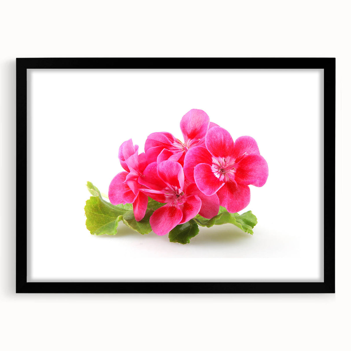 Black-framed botanical wall art featuring vibrant geranium design, elegantly matted, showcasing detailed floral illustrations perfect for home decor.