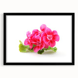 Black-framed botanical wall art featuring vibrant geranium design, elegantly matted, showcasing detailed floral illustrations perfect for home decor.