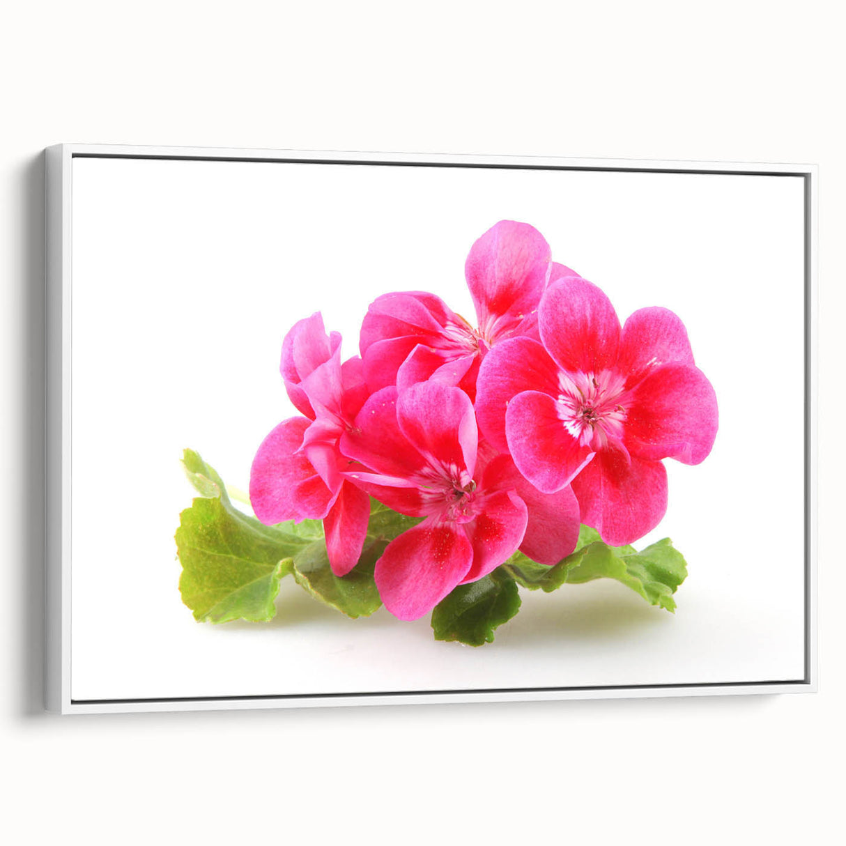 Framed botanical artwork featuring vibrant geranium flowers on a white background, showcasing intricate details and textures, perfect for home decor enhancement.