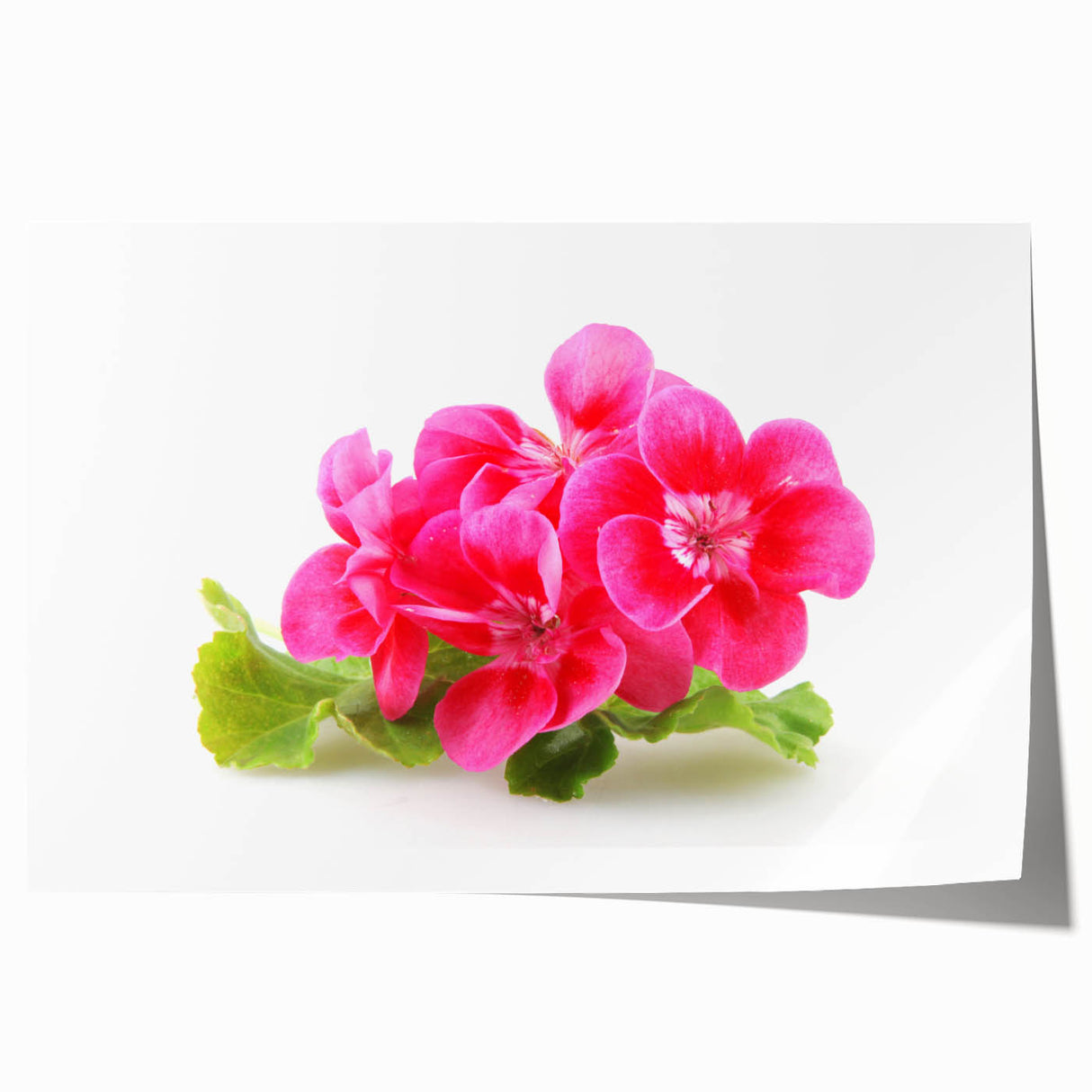 Botanical geranium wall art print showcasing vibrant pink and green floral designs on a textured background, rolled for easy framing and display.