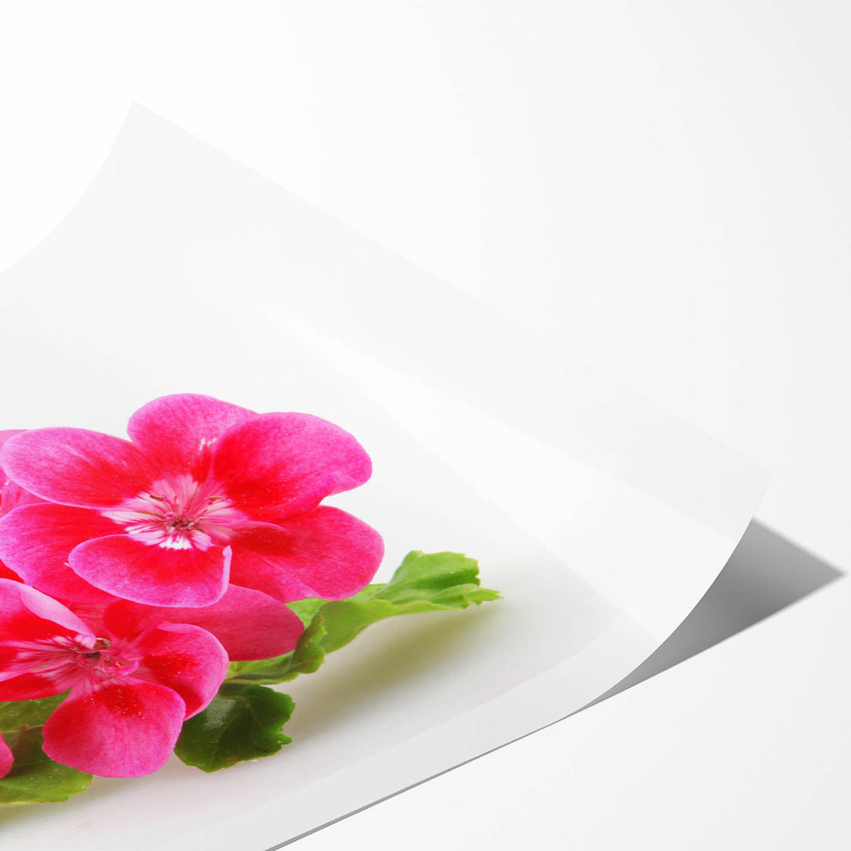 Botanical geranium wall art print showcasing vibrant pink and green colors, elegantly rolled for easy display, perfect for home decor enthusiasts.