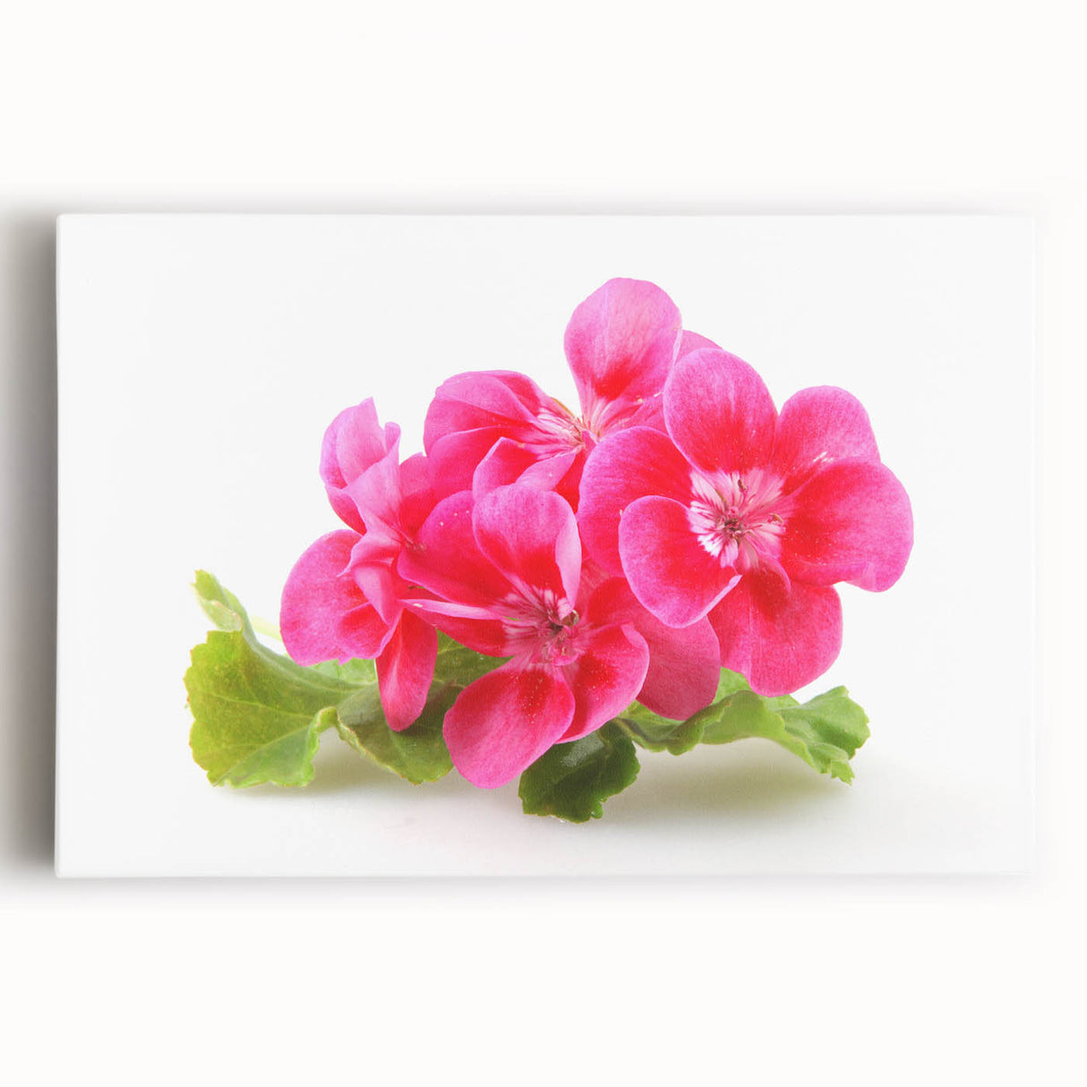 Botanical geranium design stretched canvas wall art featuring vibrant pink and green colors, ideal for adding a fresh, natural touch to home decor.