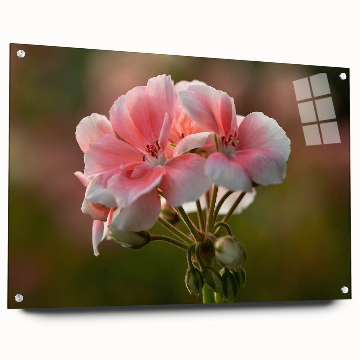 Side view of a botanical geranium wall art collection displayed under acrylic glass, featuring vibrant floral designs and pin attachments for easy hanging. Perfect for adding a touch of nature-inspired decor to any space.