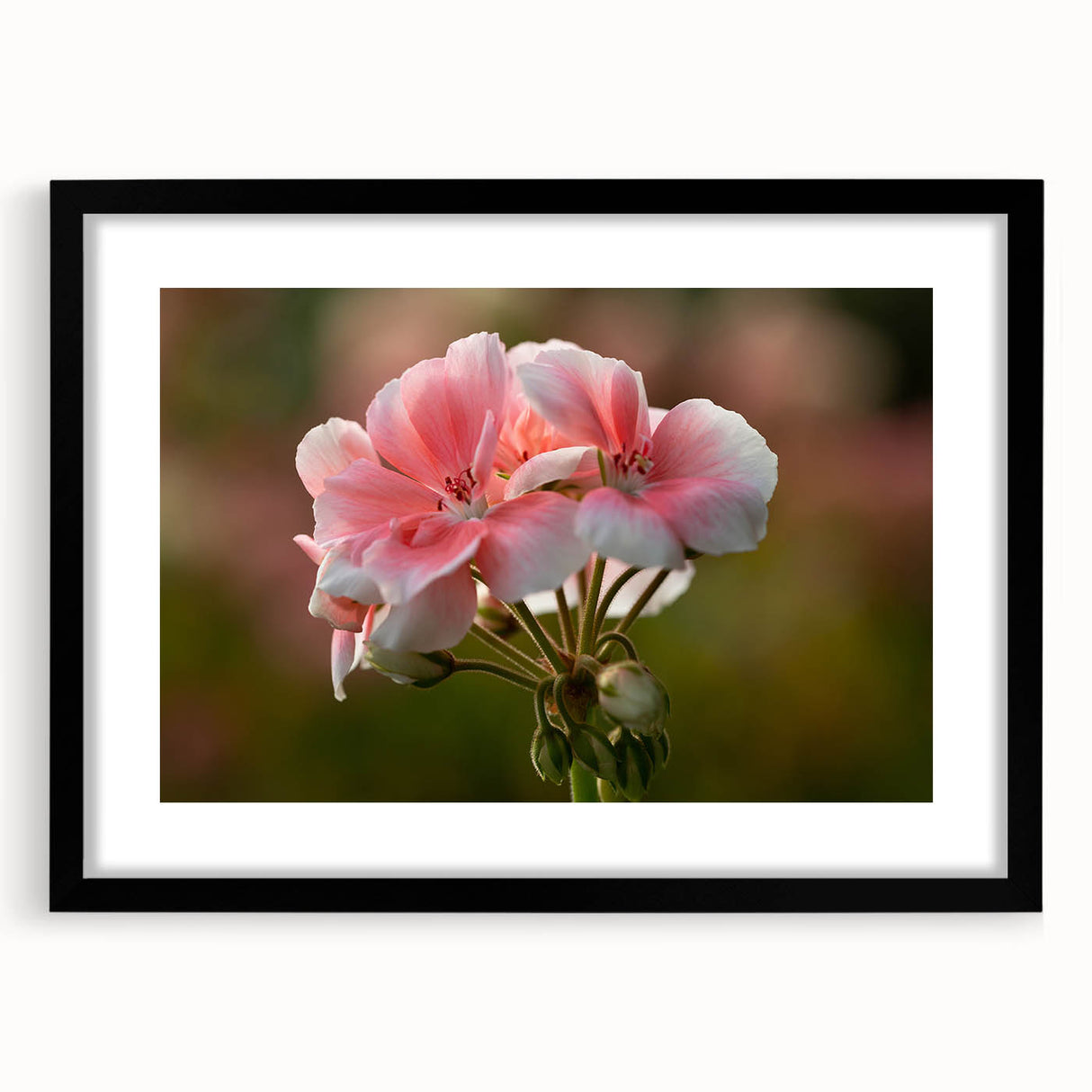 Botanical wall art print featuring a vibrant geranium design in a sleek black frame with a white mat, perfect for adding a touch of nature to home decor.