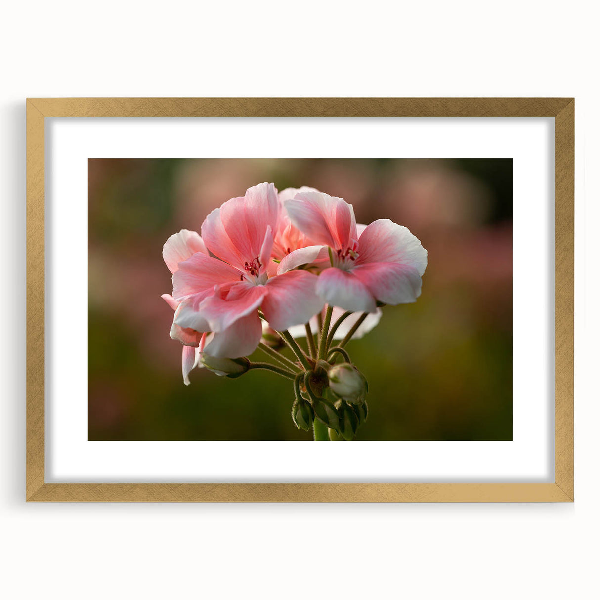 Botanical geranium wall art collection featuring a framed design with a gold mat, showcasing intricate floral details and vibrant colors, perfect for home decor.
