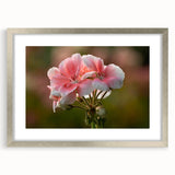 Framed botanical wall art featuring a vibrant geranium design, set in a sleek silver frame with a white mat, perfect for home decor enhancement.