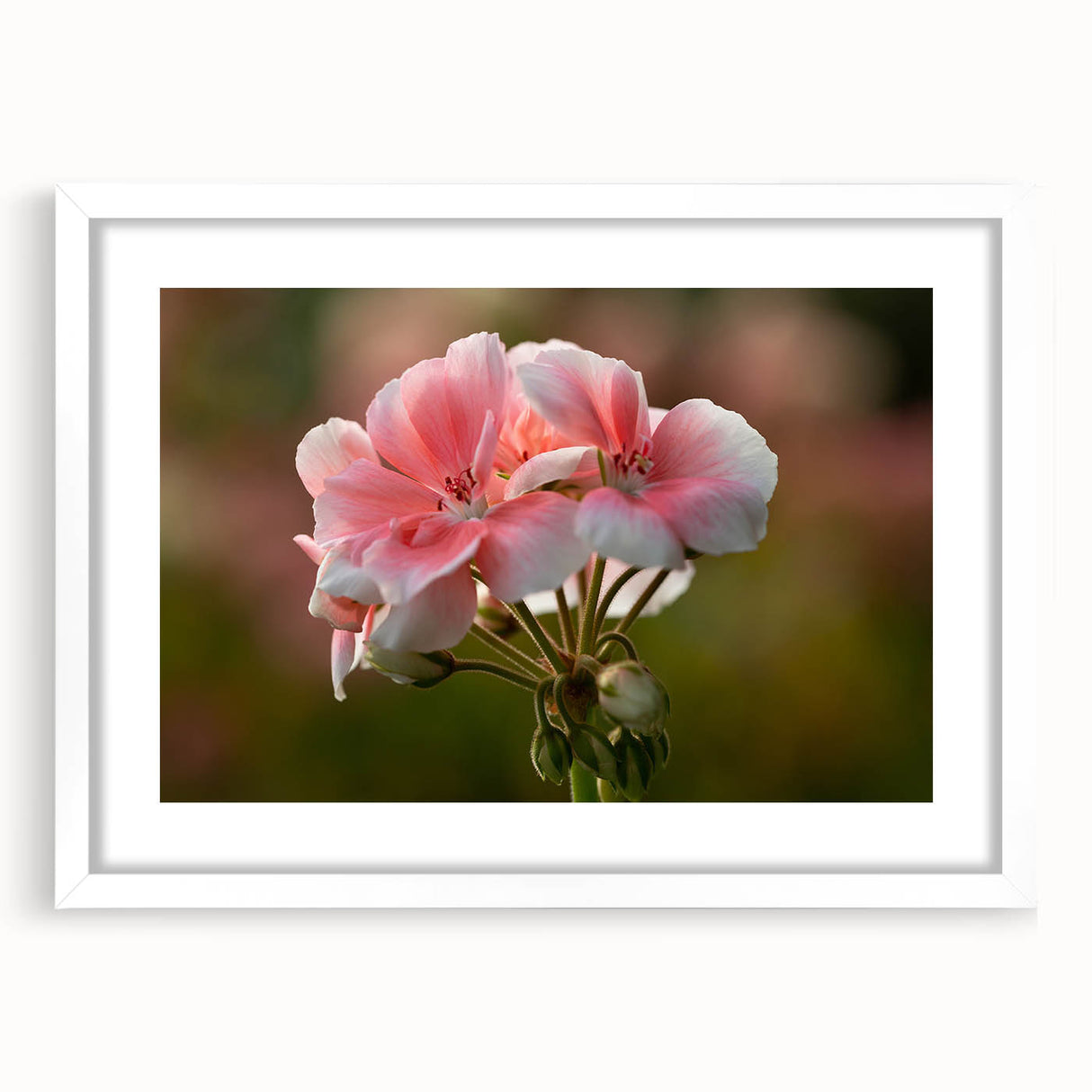 Botanical wall art print featuring a vibrant geranium design, framed with a white mat, showcasing intricate floral details and a modern aesthetic, ideal for home decor.