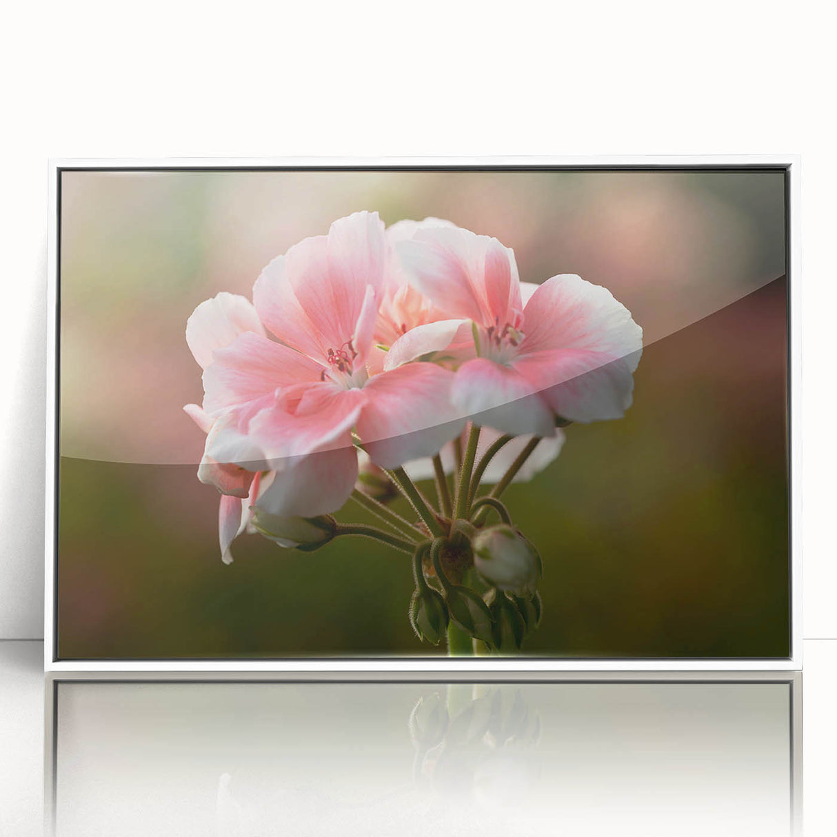 Framed botanical wall art featuring a geranium design with vibrant colors, set against a sleek white frame, perfect for home decor or gifting.