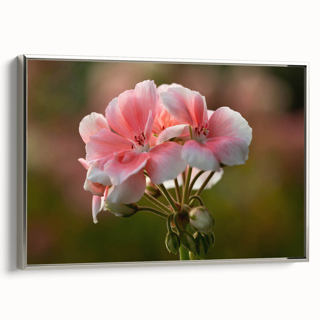 Framed botanical wall art featuring a geranium design on canvas, showcasing vibrant colors and intricate details, displayed with a sleek silver frame for an elegant touch.