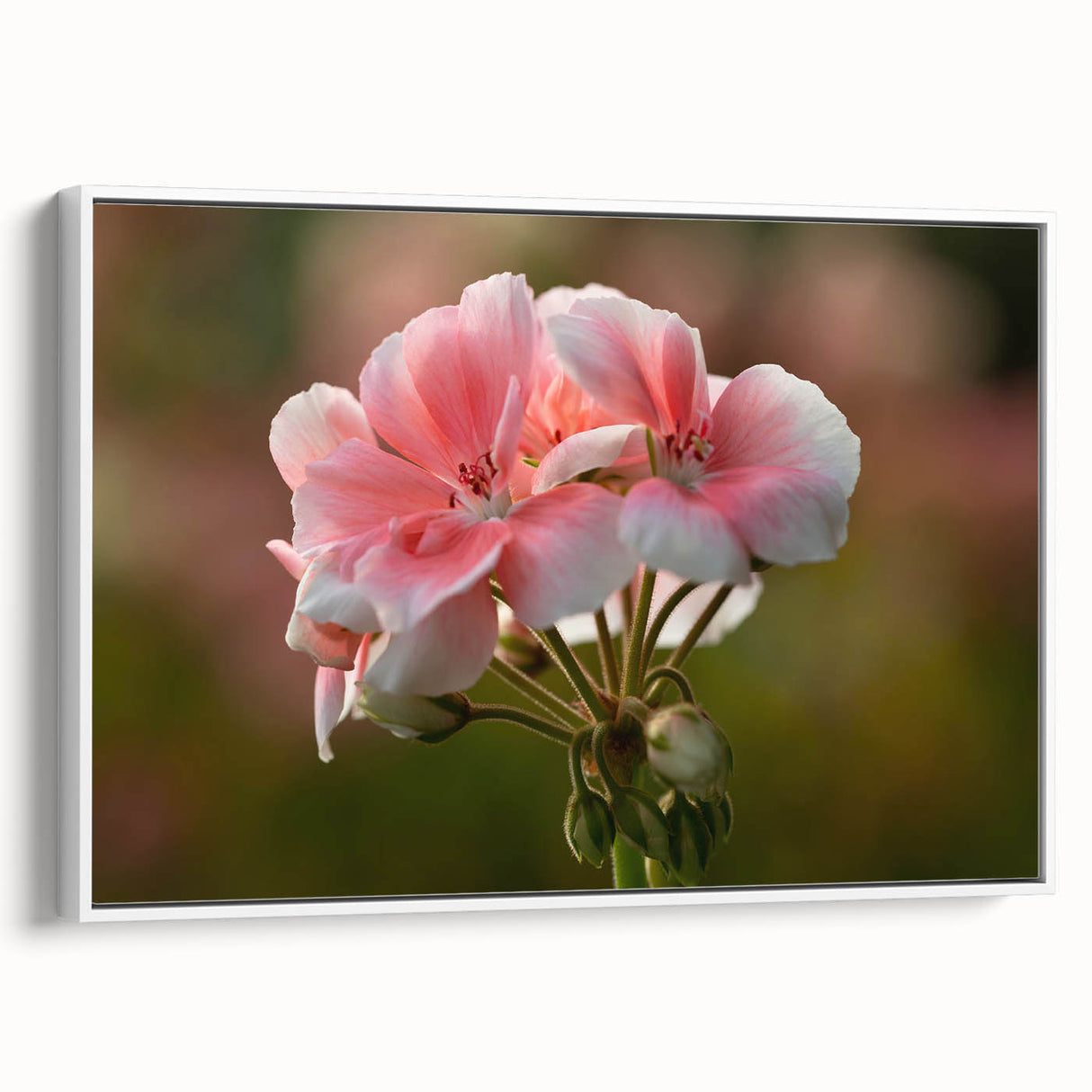 Framed botanical wall art featuring a vibrant geranium design on a white background, showcasing intricate floral details and a modern aesthetic, perfect for home decor.