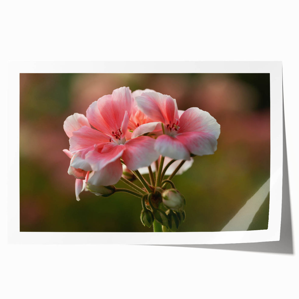 Botanical geranium wall art print showcasing vibrant pink and green floral designs on a textured background, rolled and ready for framing or display.