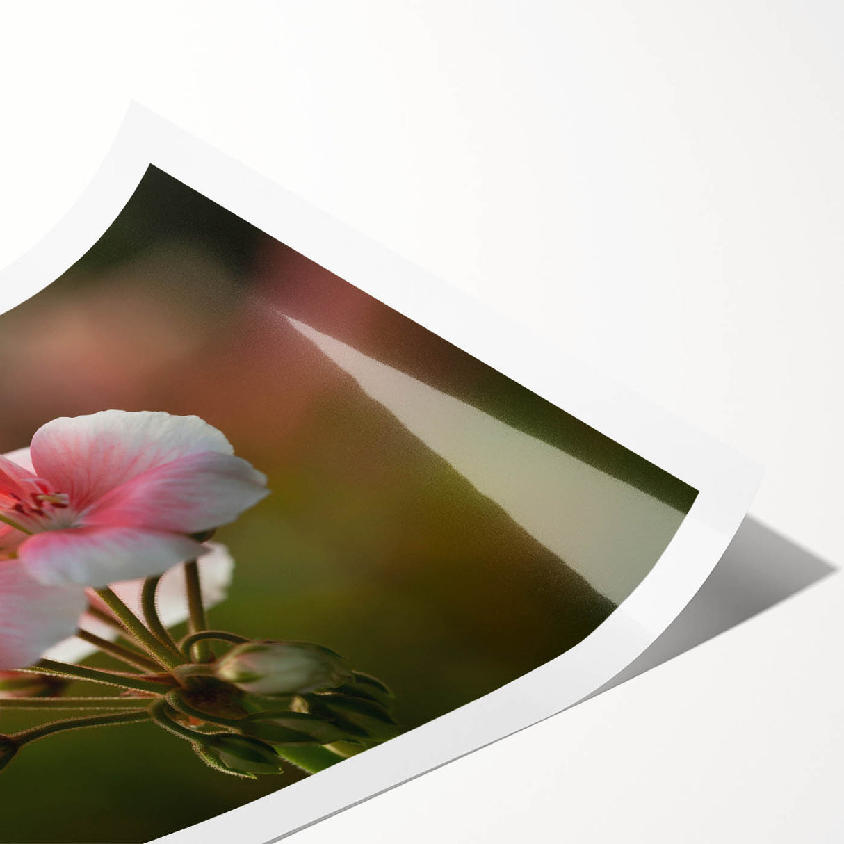 Botanical geranium wall art print showcasing vibrant floral designs in soft pink and green hues, rolled and ready for display in a stylish home decor setting.