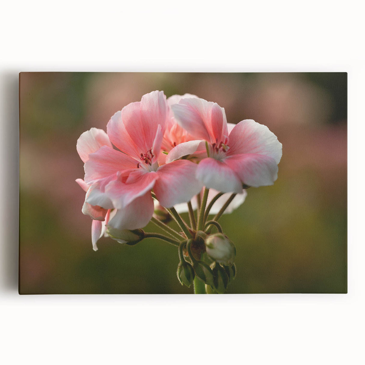 Botanical wall art featuring a vibrant geranium design on stretched canvas, showcasing intricate floral details and a colorful palette, perfect for home décor.