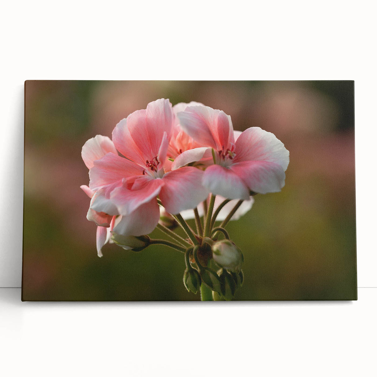 Stretched canvas wall art featuring a vibrant botanical design of geranium flowers in rich hues of pink and green, elegantly leaning against a neutral backdrop, perfect for home decor.