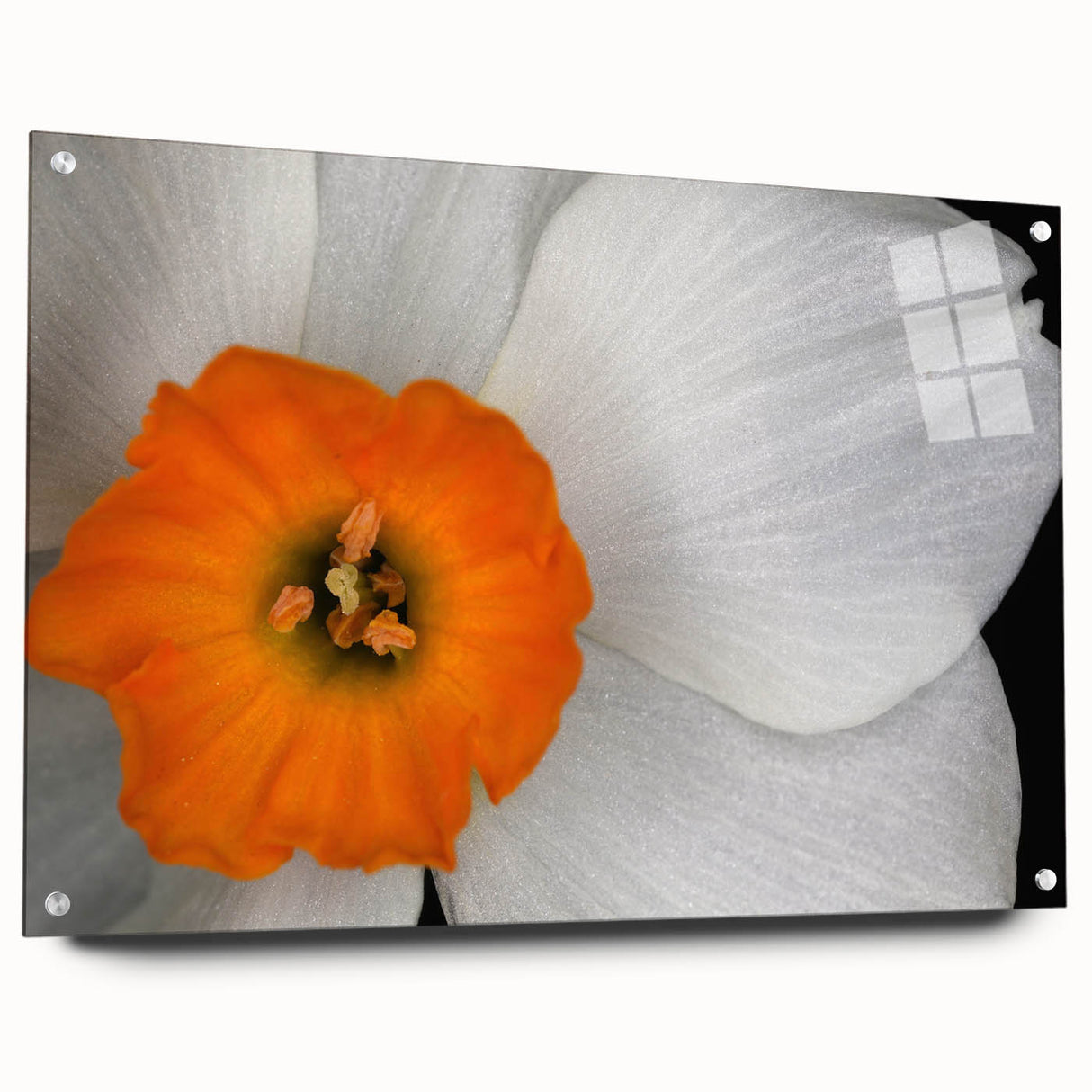 Acrylic glass wall art featuring a vibrant botanical geranium design, displayed from the side with push pins, showcasing intricate floral details and colors.