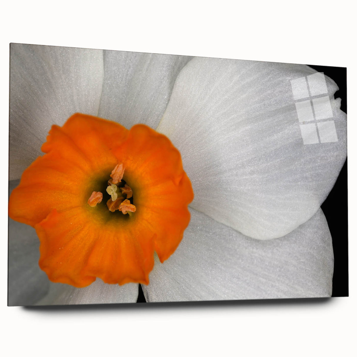Botanical wall art featuring an elegant geranium design displayed in an acrylic glass frame, showcasing vibrant colors and intricate details from a side view.