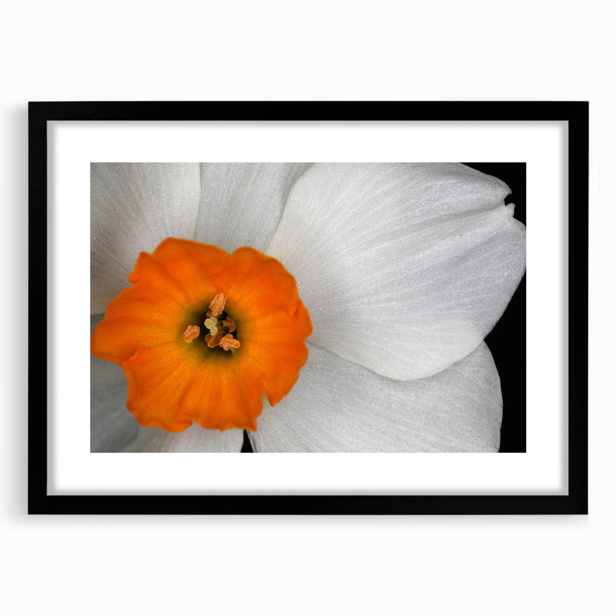 Botanical geranium wall art collection framed with a black mat, showcasing intricate floral designs in vibrant colors, perfect for home decor accents.