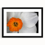 Botanical geranium wall art collection framed with a black mat, showcasing intricate floral designs in vibrant colors, perfect for home decor accents.