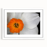 Botanical geranium wall art collection featuring a white-framed design with matting, showcasing vibrant floral illustrations ideal for home decor.