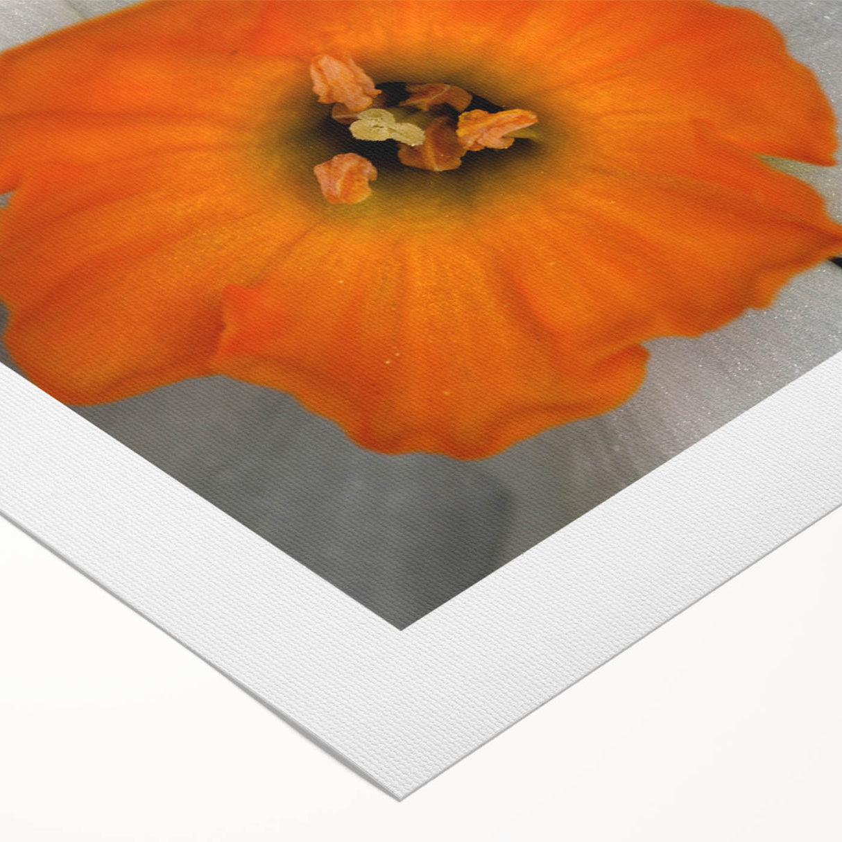 Botanical wall art design featuring vibrant geranium flowers on a rolled canvas, perfect for home decor. This artwork is elegantly packaged in a protective tube.